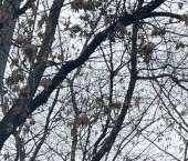 Сдать в аренду Квартиры вторичка Совхозная улица, 20   