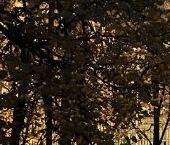 Сдать в аренду Квартиры вторичка Балаклавский проспект, 34К5   