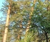 Продать Земельные участки, земля Вырица городской поселок, улица Калинина, 6   