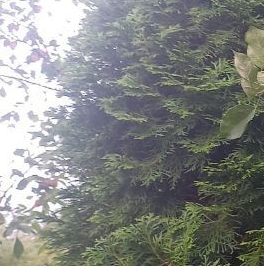 Продажа дома Петергоф, Красные Зори СНТ