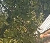 Продать Дачи, коттеджи, загородные дома Новинка садоводческий массив, Дельфин СНТ, 8-я линия   