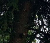 Продать Дачи, коттеджи, загородные дома Никольское, Лесное-2 СНТ, 6-я линия   