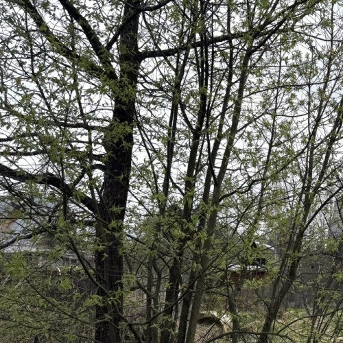 Коттедж/дом Вырица городской поселок