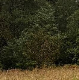 Продажа земли Константиновский кп, д. Четверяково, улица Сосновая