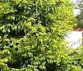 Продать Дачи, коттеджи, загородные дома Крутая Гора садоводческий массив, улица Куликовская  3 