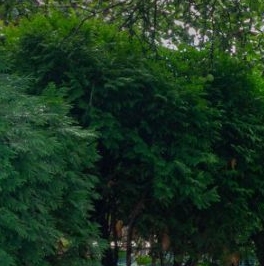 Продажа дома Сестрорецк, Разлив СНТ, дорожка 23-я, 30/21