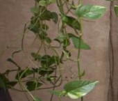 Продать Квартиры вторичка Центральный мкр, шоссе Каширское, 49   