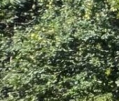 Продать Квартиры вторичка Кузнечное пгт, Приозерское шоссе, 16   