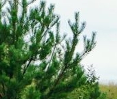 Продать Земельные участки, земля Линтулово кп, 6   