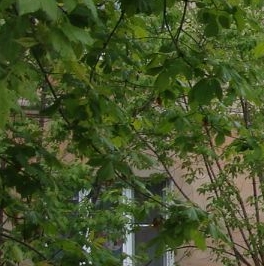 Продажа 2-комн квартиры на вторичном рынке Электросталь, Пионерская улица, 25