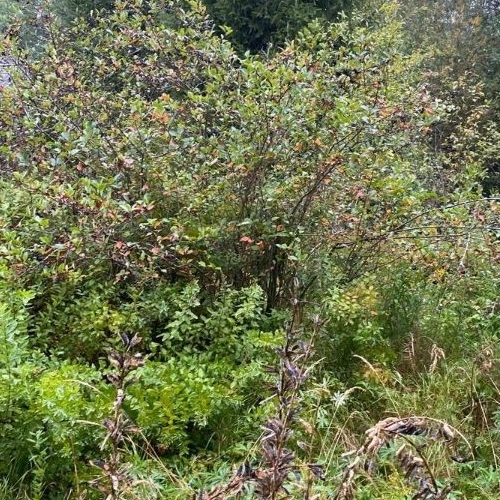 Земельный участок Нева СНТ, 1-я линия