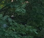 Продать Земельные участки, земля д. Канисты, проезд Коркинский   