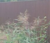 Продать Земельные участки, земля Павловск, Павловское-1 СНТ, 60   