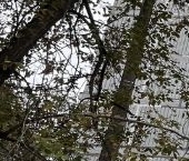 Сдать в аренду Квартиры вторичка улица Летчика Бабушкина, 39К3   