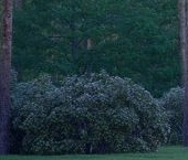 Продать Дачи, коттеджи, загородные дома Высокий Стиль кп, д. Васкелово   