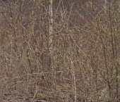 Продать Земельные участки, земля Полесье ДНП, улица Озерная   