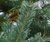 Продать Дачи, коттеджи, загородные дома Тихая Ладога кп  55 