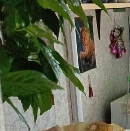 Продажа 1-комн квартиры на вторичном рынке улица Молодцова, 31К2 Продажа 1-комн квартиры на вторичном рынке улица Молодцова, 31К2