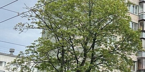 3-комн квартира проспект Тореза, 36К2