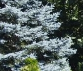 Продать Дачи, коттеджи, загородные дома д. Канисты, улица Зеленая, 1   