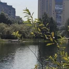 Продажа 1-комн квартиры на вторичном рынке д. Новое Девяткино, улица Капральская, 15 Продажа 1-комн квартиры на вторичном рынке д. Новое Девяткино, улица Капральская, 15