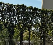 Продать Квартиры вторичка Павловск, Лебединая улица, 1   