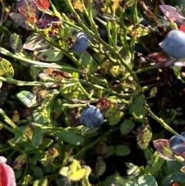 Продажа земли Озерная долина ДНП,  д. 49