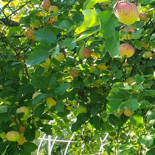 Коттедж/дом Никольское, Сокол-1 СНТ