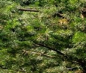 Продать Дачи, коттеджи, загородные дома Охтинский парк кп, д. Энколово, улица Речная  8 