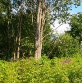 Продажа земли д. Сиголово, проезд Архитектурный Продажа земли д. Сиголово, проезд Архитектурный