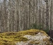 Продать Дачи, коттеджи, загородные дома Гармония СНТ  281 