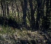 Продать Земельные участки, земля Садовые участки   