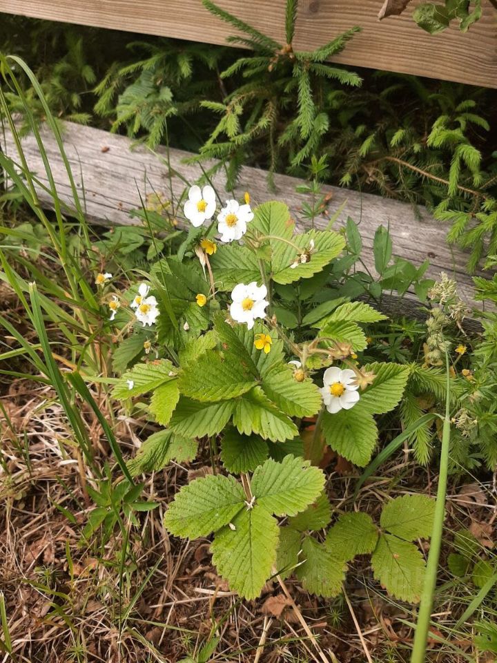 Продажа дома Славино-2 СНТ,  д. 44