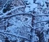 Продать Дачи, коттеджи, загородные дома СОСН Раздолье тер., улица Тюльпановая   