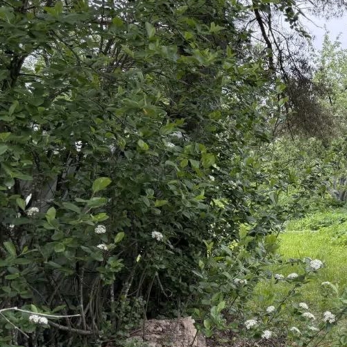 Коттедж/дом Оснички СНТ, улица 9-я лесная