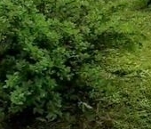 Продать Дачи, коттеджи, загородные дома Новинка садоводческий массив, Виктория СНТ   