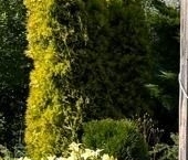 Продать Дачи, коттеджи, загородные дома Никольское, Керамик СНТ   