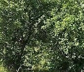 Продать Земельные участки, земля Коммунальщик СНТ   