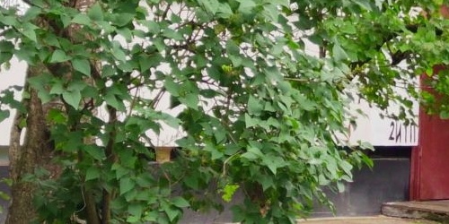 5-комн квартира улица Добровольцев, 18