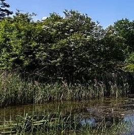 Продажа дома Сергиево тер., 5-я линия, 5