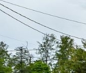 Продать Дачи, коттеджи, загородные дома Золотые Пески кп, пос. Пески  39 