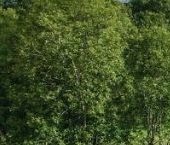 Продать Земельные участки, земля д. Матокса, улица Западная   