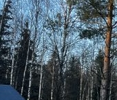 Продать Дачи, коттеджи, загородные дома Пустынька СНТ   