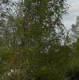 Продажа земли д. Корпикюля, 2Б Продажа земли д. Корпикюля, 2Б