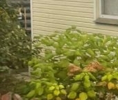 Продать Дачи, коттеджи, загородные дома Тайцы садоводческий массив, Нива СНТ   