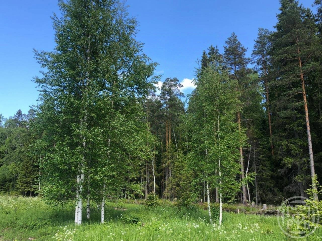 Продажа земли Верховский ДНТ, улица Ломоносовская