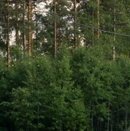 Продажа земли пос. Соловьевка, улица Центральная