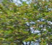 Продать Дачи, коттеджи, загородные дома д. Пикколово, улица Гренадерская, 8   