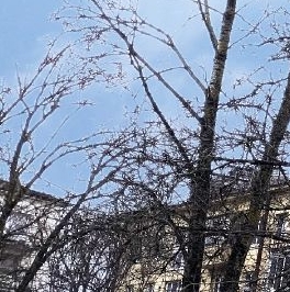 Продажа 1-комн квартиры на вторичном рынке Павлово пгт, Невская улица, 9