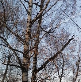 Аренда 2-комн квартиры на вторичном рынке Авиационный мкр, улица Королева, 7к2 Аренда 2-комн квартиры на вторичном рынке Авиационный мкр, улица Королева, 7к2